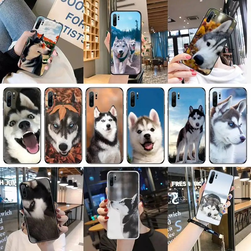 

Animal dog husky Phone Case For Huawei P40 P20 P30 Mate 40 20 10 Lite Pro Nova 5t P Smart 2019