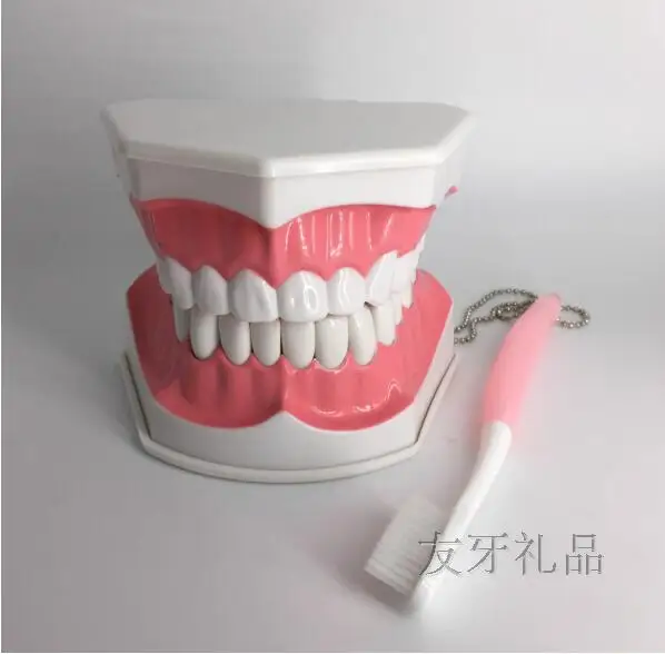 

15*12*9CM Early education dental model Brushing teaching can be disassemble Oral tooth model free shipping