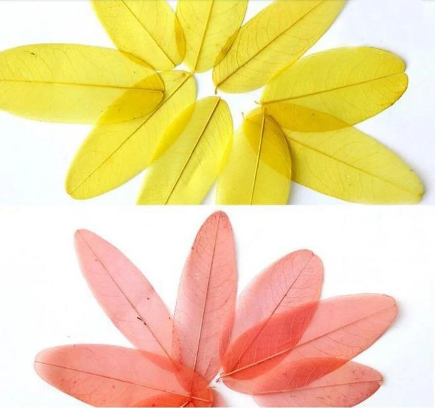 

50pcs Pressed Dried Feather Shape Leaf Flower Plant Herbarium For Jewelry Postcard Bookmark Phone Case Invitation Card DIY