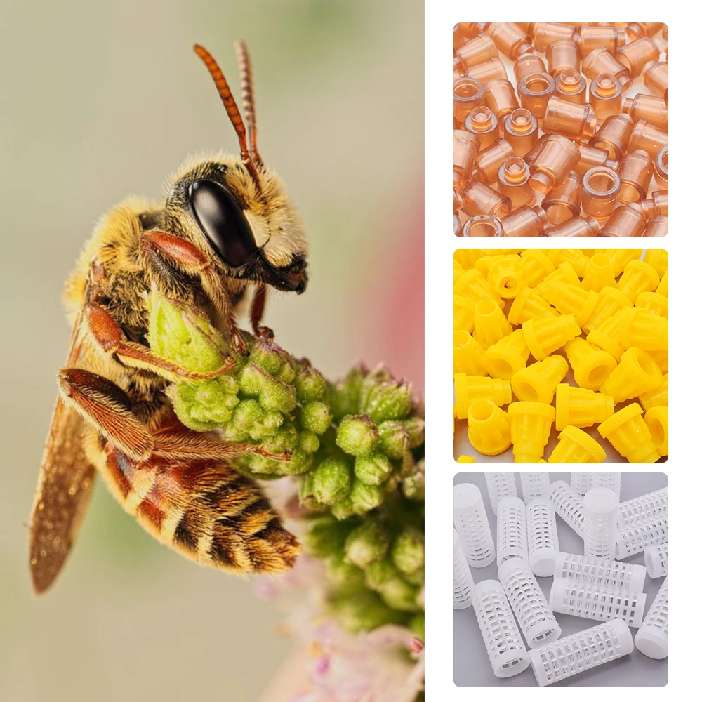 Разведение пчел коробка королева разведение комплект пчелиный инкубатор