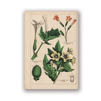 PH5985 Botanical коллекция винтажные плакаты и принты травы 1898s русский язык стены искусства картины холст живопись Домашний Декор стены - Цвет: PH5985
