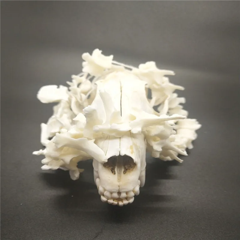 Настоящие черепа животных скелет лисы вертебрат лучший подарок украшения для