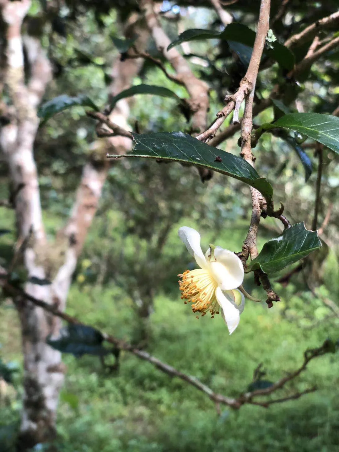 Yunnan чай пуэр приготовленный чай торт чай Yunnan Qizicai чай приготовленный чай торт 357 г торт