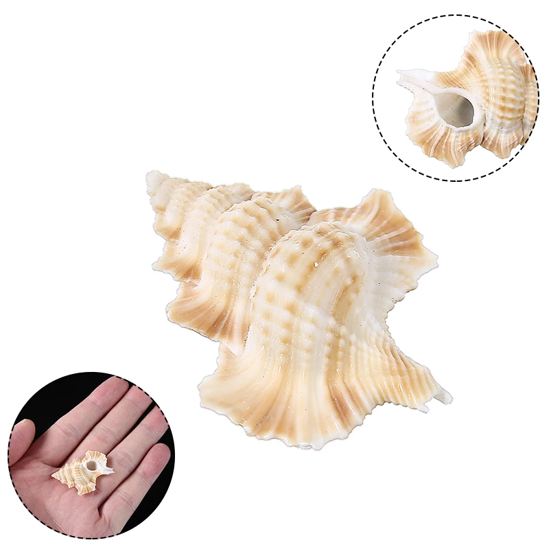 

50-60mm Natural Conch Shell Home Office Ornament Fish Tank Aquarium Landscape Decoration Natural Conch Shell