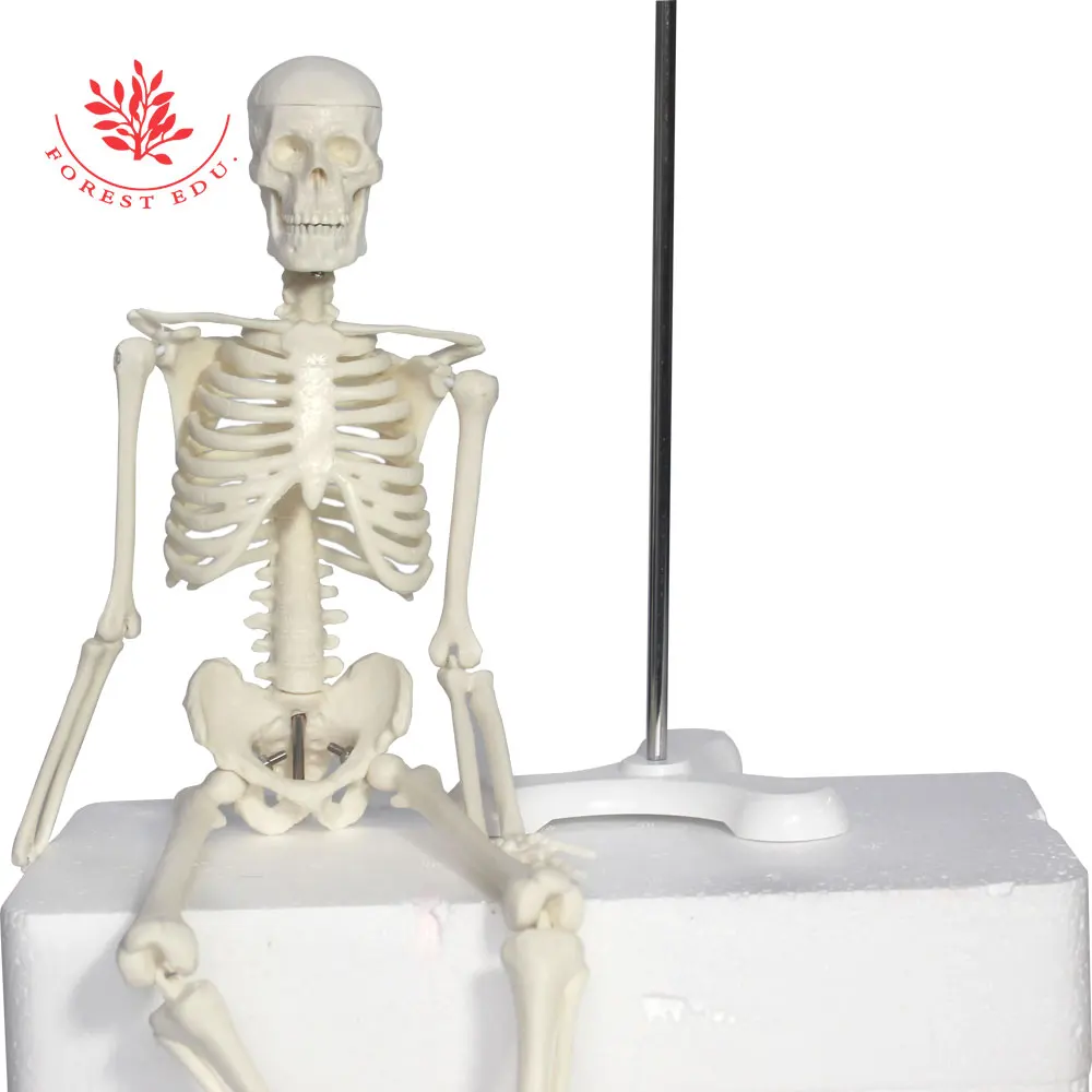 Модель человеческого скелета мини-размер 45 см подарок на Хэллоуин анатомический