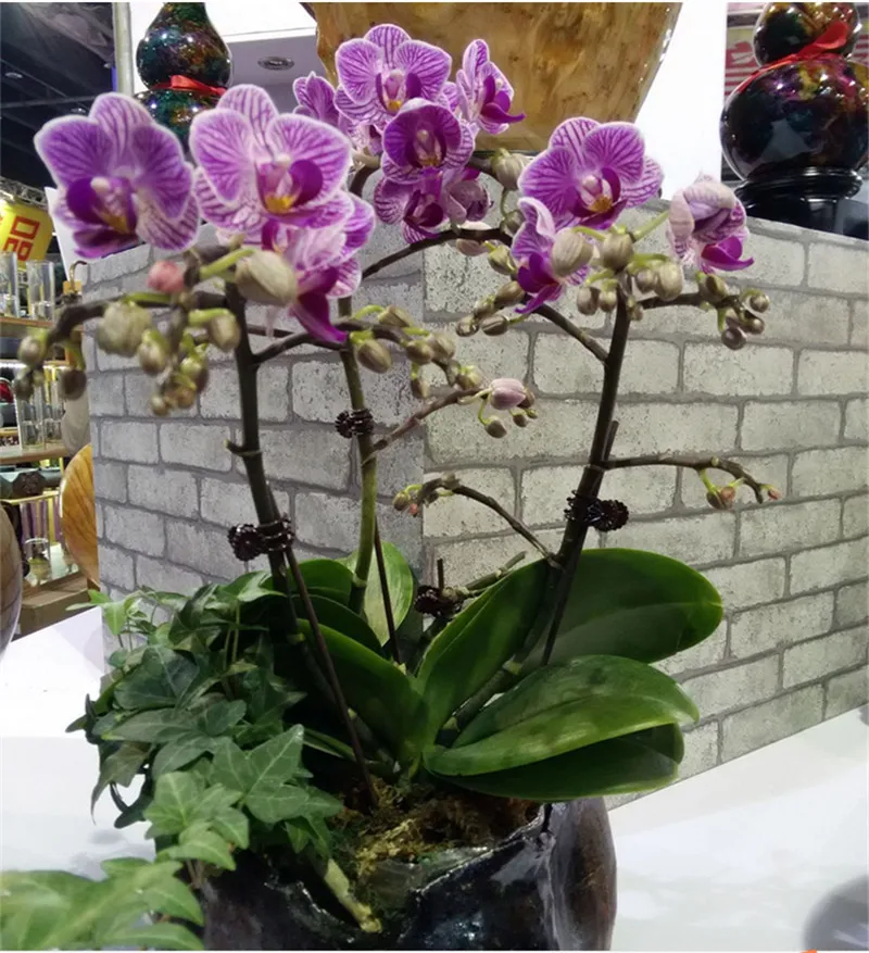 100Pcs Garden Vegetable Plastic Orchid Clips Tomato Vine Bushes Plants Durable Grafting | Дом и сад