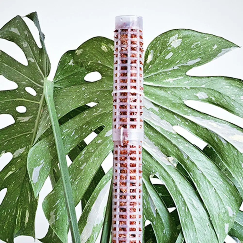 Подъемная палочка для выращивания растений кокосовой пальмы с удобрениями сада |