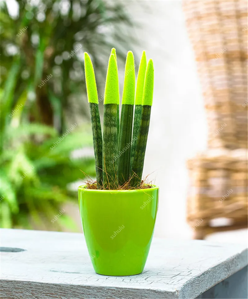 100 шт. искусственная сансевиерия| |