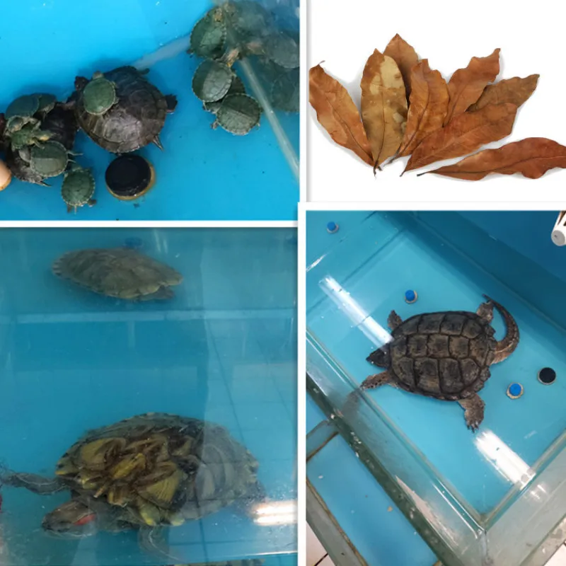 Натуральные листья лунгана Dimocarpus украшение для аквариума черепаха Tortois