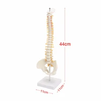 45cm anatomical skeleton human spine with pelvic anatomy spinal column model medical learning teaching supplies and equipment