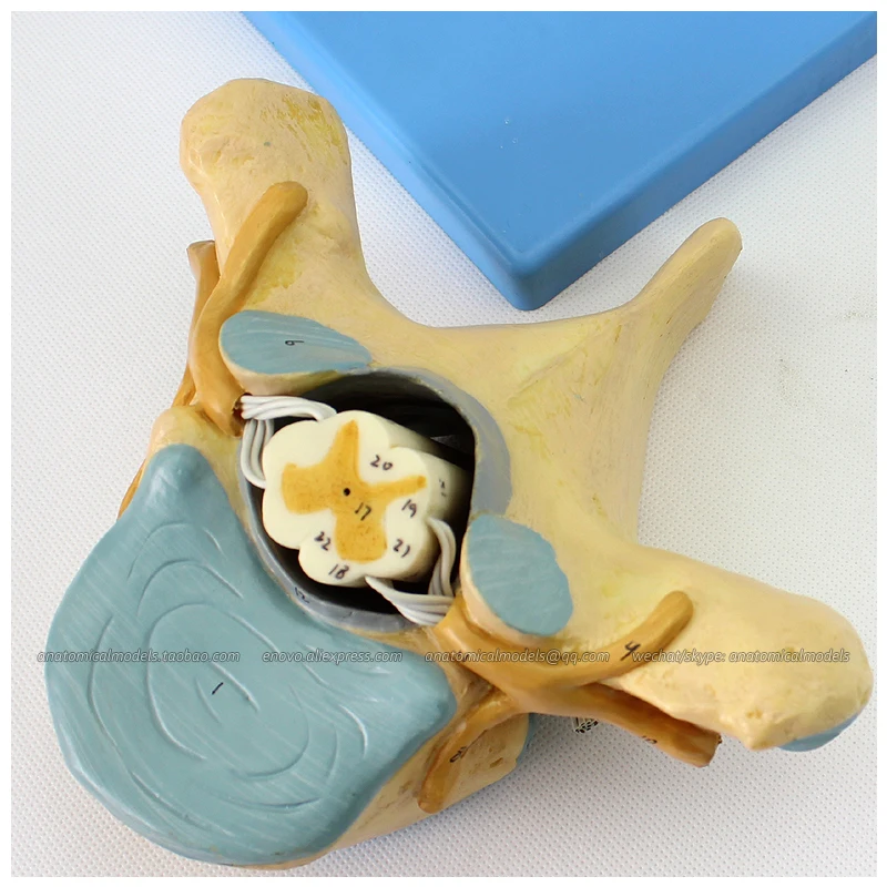 

12395 / Human Thoracic Vertebra & Spinal Cord Nerve Model,Medical Science Educational Teaching Anatomical Models