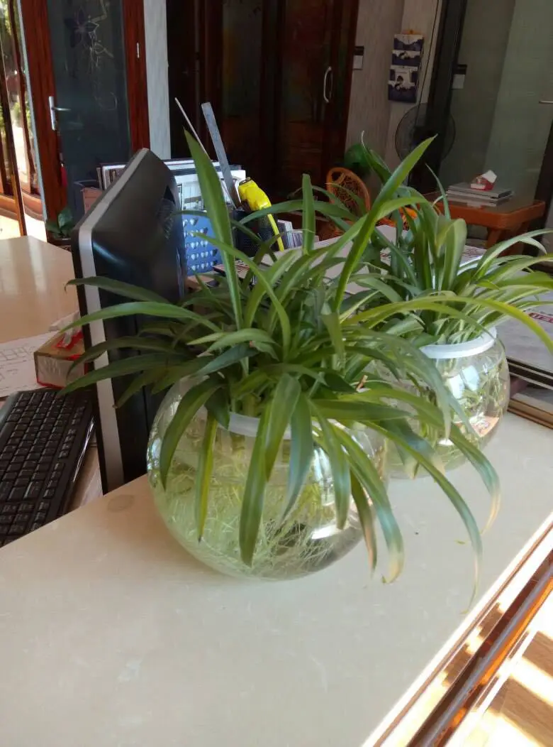 

Aquarium Hydroponic Plant Holder Gardening Supplies Planting Baskets Various Sizes Soilless Cultivation