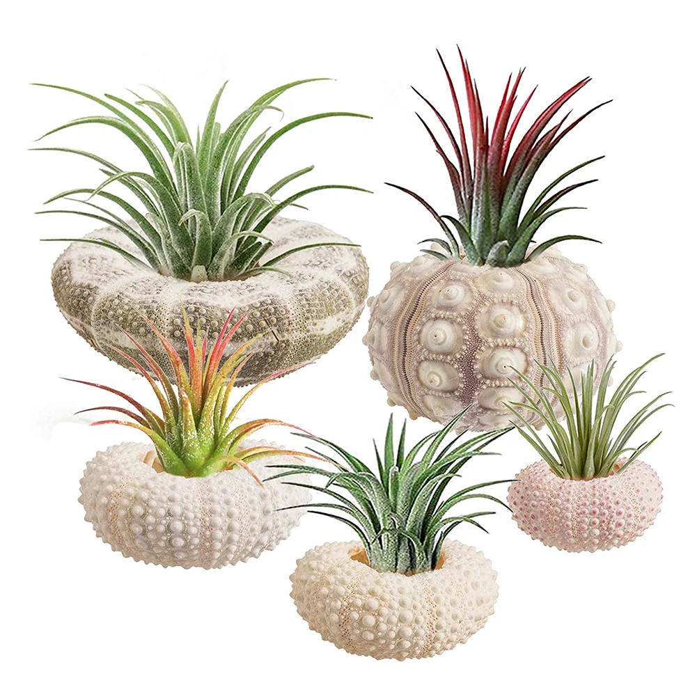 

Vivid Color Coquillage Sea Urchin Natural Shell Conch Mediterranean Aquarium Bonsai Seashell Window Desk Setting Prop