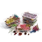 1 коробка смешанных настоящих сушеных цветов, сухие растения, прессованные цветы для сделай сам, ювелирные изделия из эпоксидной смолы, подвеска, ожерелье, аксессуары для рукоделия