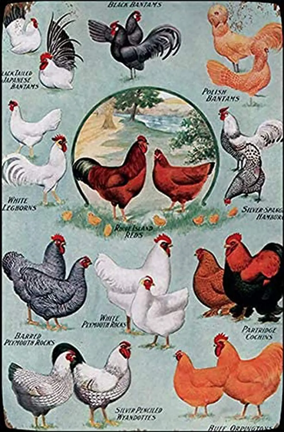 

Chickens Farm Man Cave Decor Bar Retro Signs Chicken Metal Tin Sign Wall Plaque for Home Kitchen Bar Coffee Shop 8x12 Inch