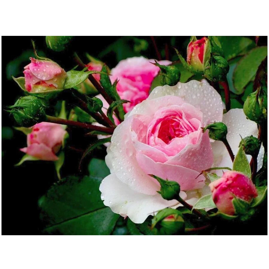 

5D DIY diamond painting pink rose mosaic embroidery sale flowers Full Square Round drill craft supplies home decor AA2204
