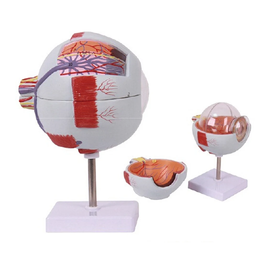 

Magnify Human Anatomical Eyeball Anatomy Medical Model High Quality