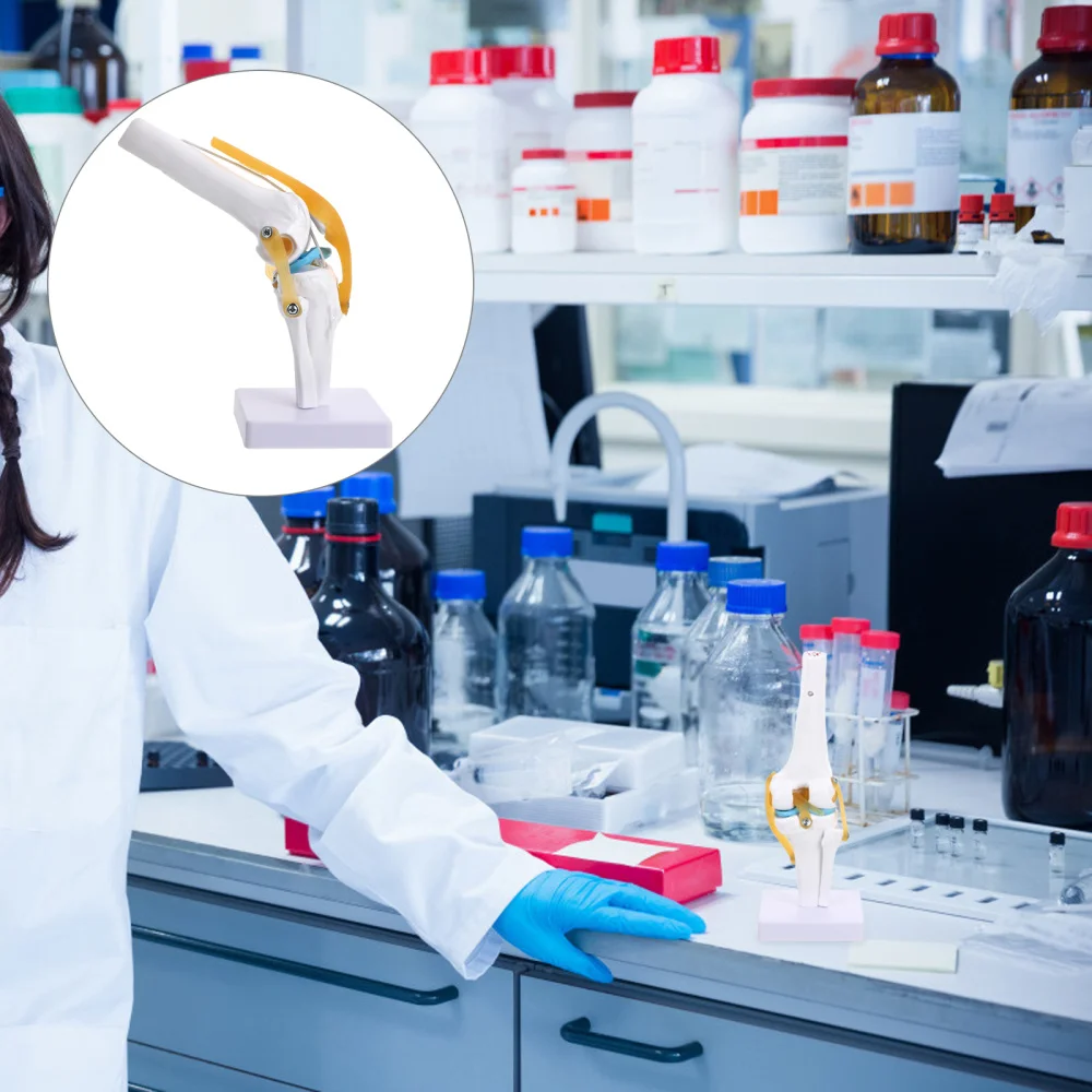 

Knee Joint Simulation Model Anatomy Human 1:1 Life Size for Teaching