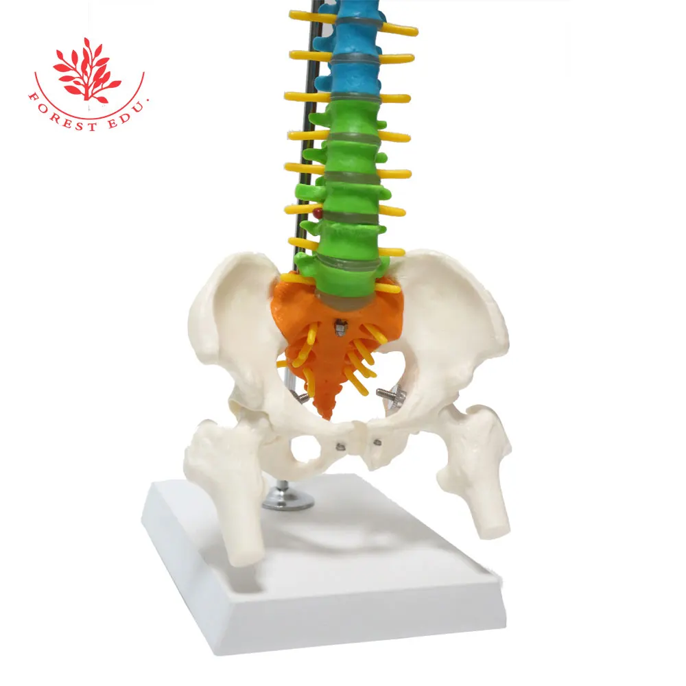 Анатомическая модель из ПВХ материала 45 см дифференциация цвета гибкий