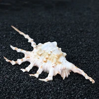 2pcs 10 11cm natural conch sea shellnatual seven horns scorpion conch shell for fish tank decoration or gift
