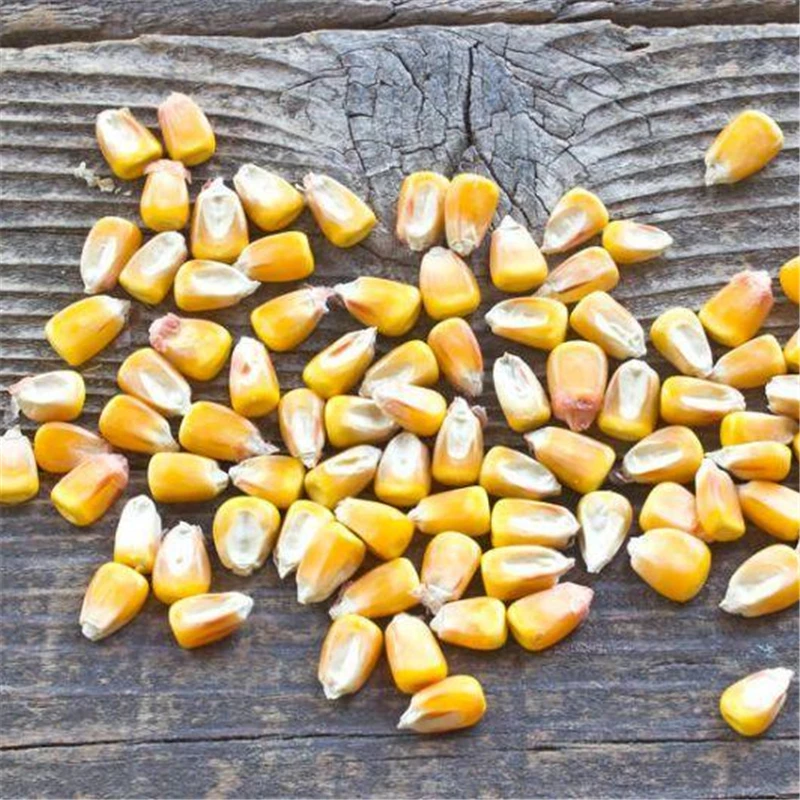 

20Pcs Organic Fruit Corn Seeds Bonsai Aromatic Bathroom Cabinet Natural Vegetables Plants Garden Home Furniture HM7T