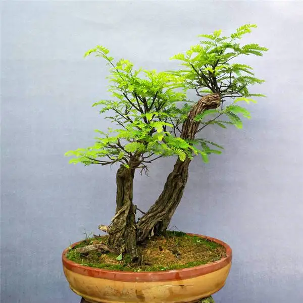 20 шт Albizia(акация) Julibrissin дерево(Мимоза/персидское шелковое дерево) мини цветок бонсай в горшках, diy домашний миниатюрный садовый завод - Цвет: 7