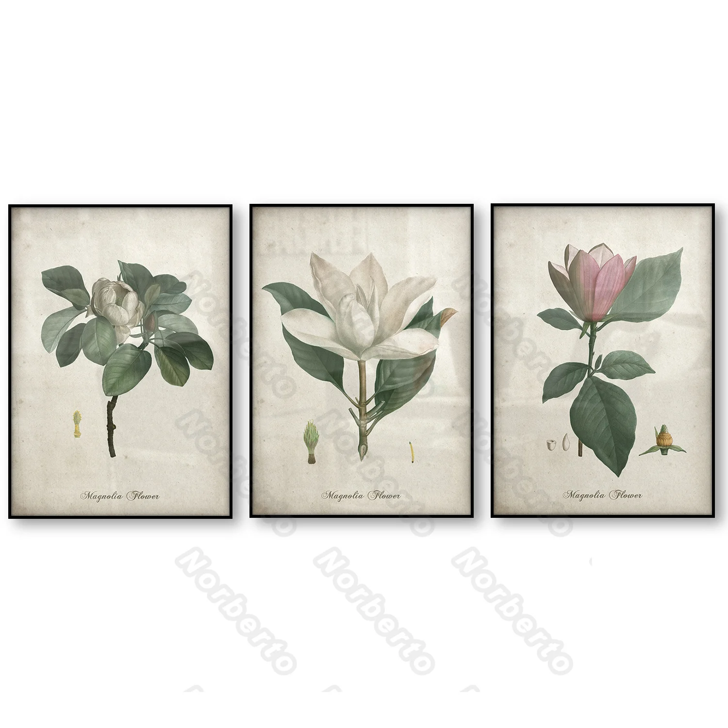 

Canvas Painting Wall Poster Minimalist Bontanical Plants Magnolia Flowers for Living Room Bedroom and Restaurant Wall Decoration
