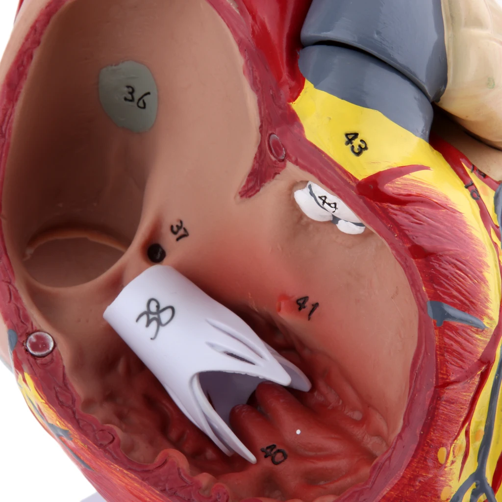 

2.5 Times Lifesize Human Heart Anatomy Model Viscera Model Teaching Learning Tool