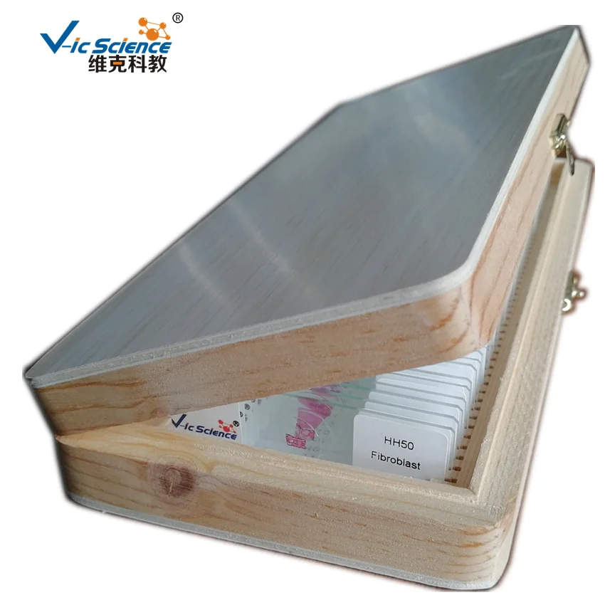 12 шт. набор слайдов для лука антера майоза|meiosis slide|set |