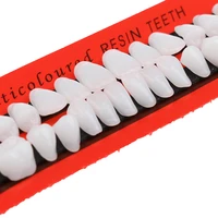 28pcsset universal resin false teeth teaching model dental material teeth