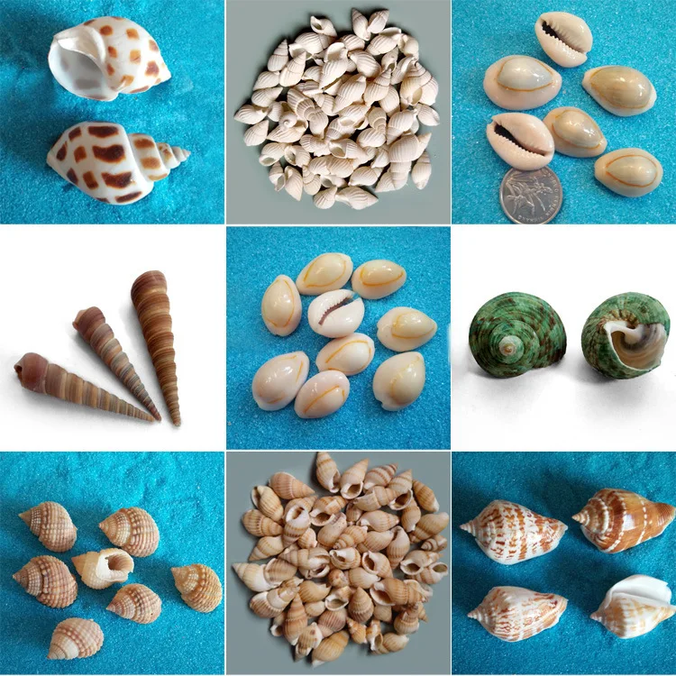

Natural Conch Shells Sea Coins Sea Shells Craft Aquarium Nautical Decor Ornaments DIY Materials Fish Tank Landscaping Platform