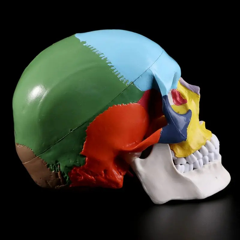 

2021 New Life Size Colorful Human Skull Model Anatomical Anatomy Teaching Skeleton Head Studying Teaching Supplies