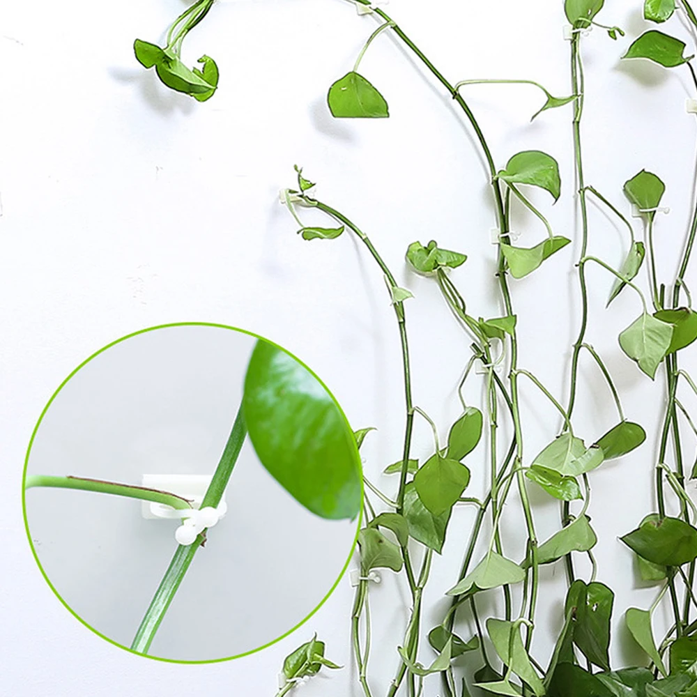 

100pcs Plant Climbing Wall Clip Invisible Wall Vines Fixture Wall Sticky Hook Holder Plant Bracket Plant Stent Supports Clip