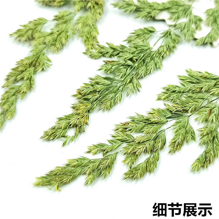 Натуральный прессованный настоящий сушеный образец Кентукки bluegrass для