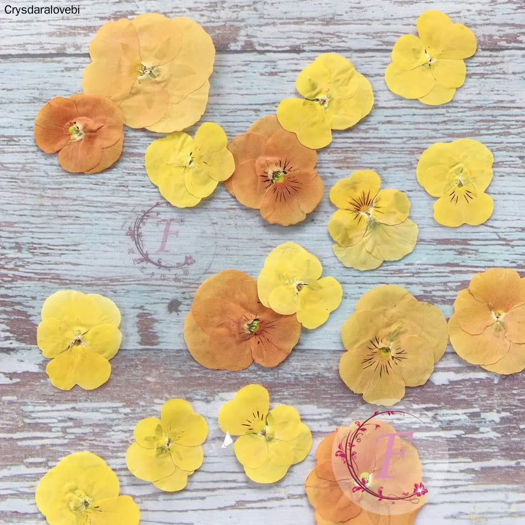 120 шт прессованный высушенный Viola триколор L. Цветочные растения гербарий для