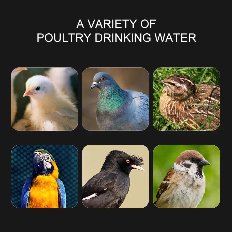 1/5Pcs Feeders Automatic Quail Chicken Drinker Bird Feeder Coop Nipple Poultry Farm Plastic Water Cup | Дом и сад