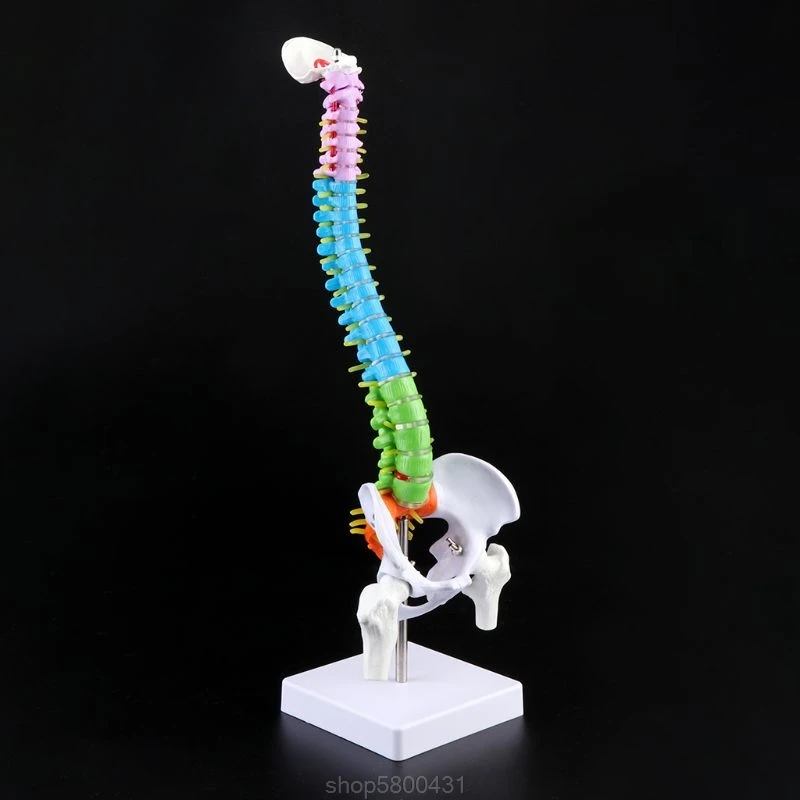 

45cm Removable Human Spine Model Spinal Column Vertebral Lumbar Curve Anatomical Teaching Tool D02 20 Dropshipping