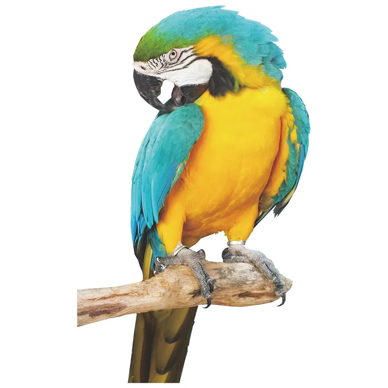 

3d Stereo Animal Parrot Wall Stickers Home Decor Birds Art Wall Decals for Kids Room Decor DIY Vinyl Home Wallpapers Removable