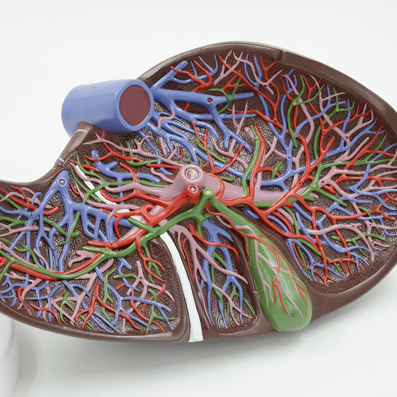 Enlarged Human Liver Model Anatomical Model Medical Anatomy Educational Equipment Teaching Resources Human Internal Organs liver pancreas and duodenum model liver anatomical model