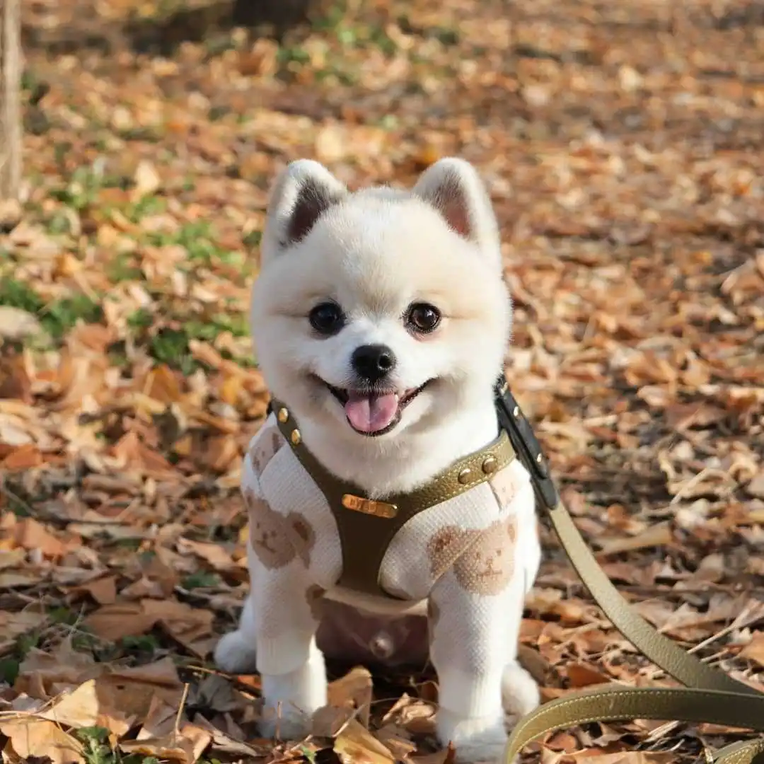 FATHIN 100% хлопок милый медвежонок вязаный свитер для маленьких и больших собак