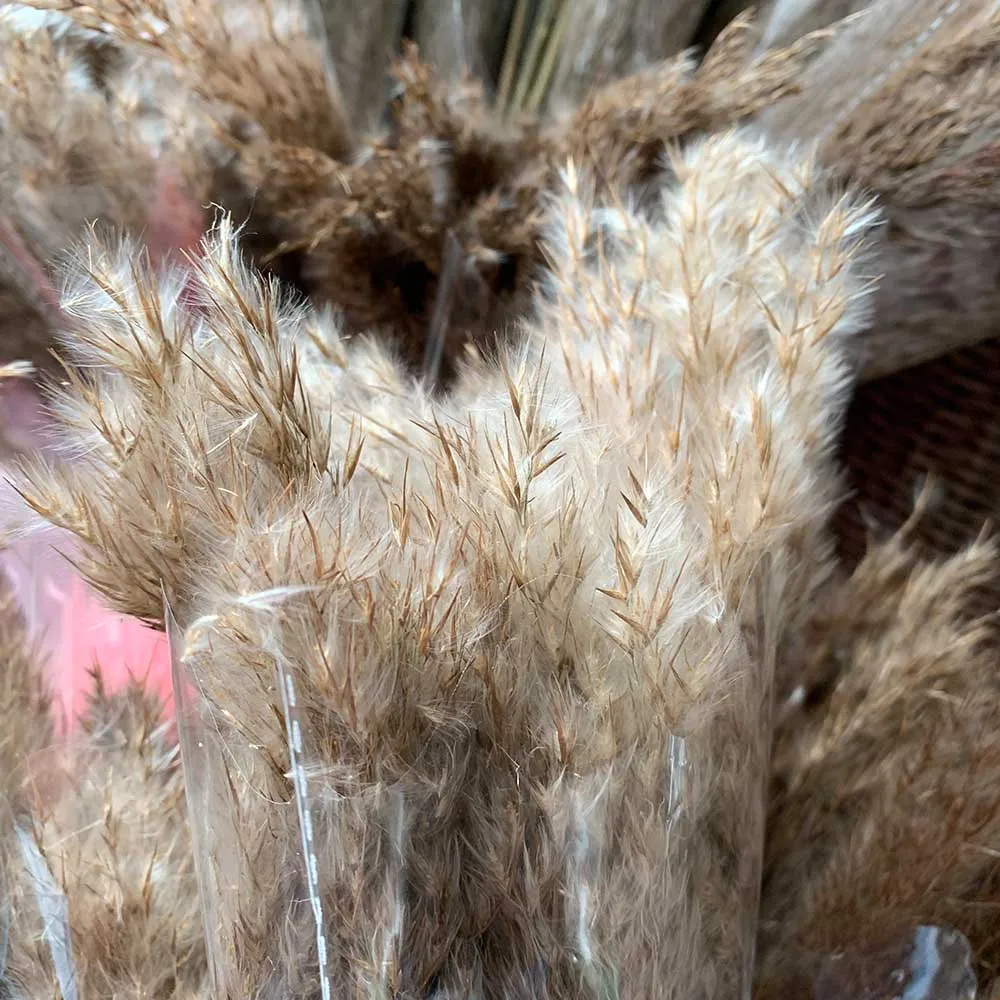 20 шт. засушенный натуральный пампасная трава Phragmites munis, свадебные цветы 50-55 см высотой для домашнего декора номинальные сушеные цветы