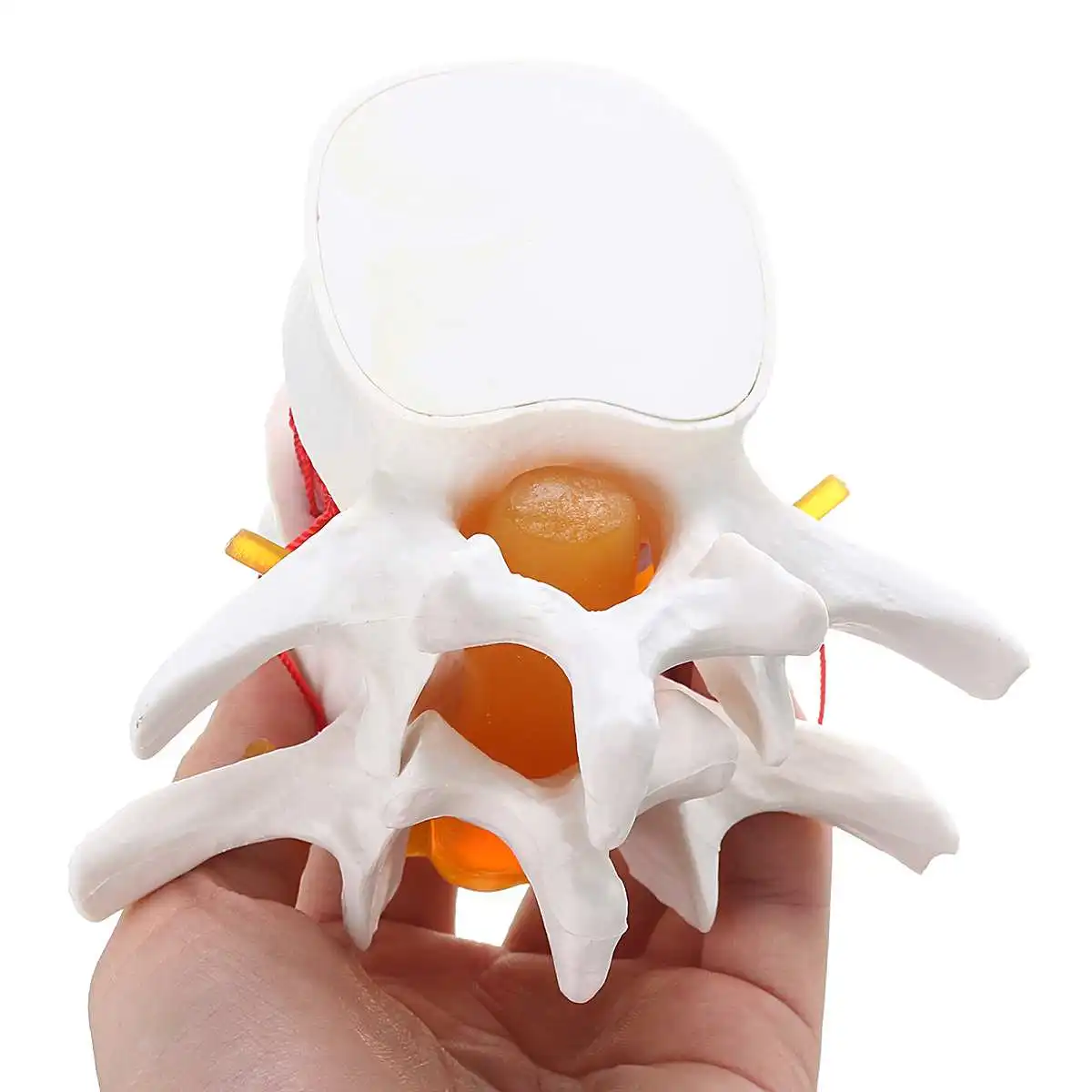 

Human anatomy skeleton Spine Lumbar Disc Herniation Teaching Model brain skull traumatic pistol school supplies medical instrume