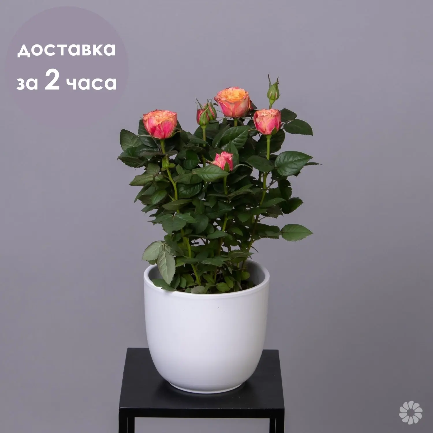 Роза Кордана Оранжевая |