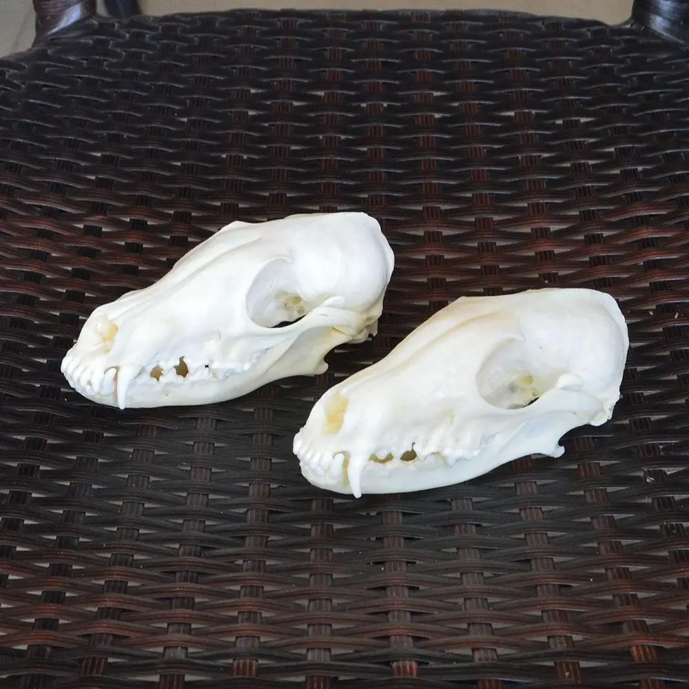 Образец настоящего рыжего лиса серебряной лисы Креста черепа животных