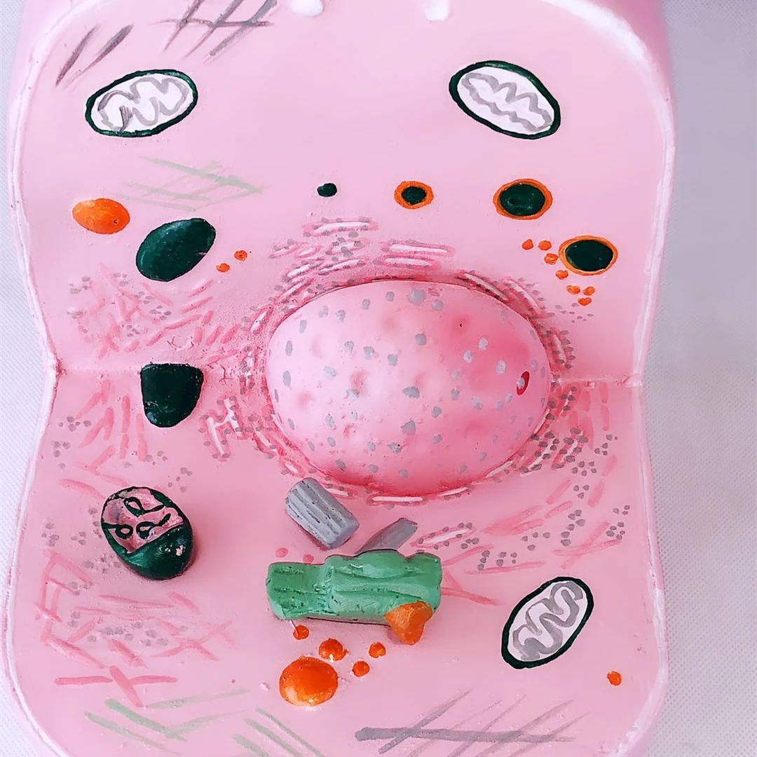 4D модель анатомического скелета животных мерная игрушка научное учебное