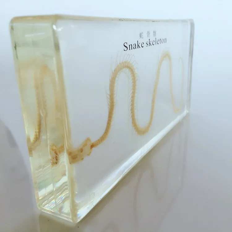 Настоящий образец скелета змеи обучающая модель янтарной смолы животного