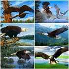 Алмазная мозаика сделай сам EverShine, изображение реки стразы, алмазная живопись, Орел, вышивка крестом, животное, вышивка бисером, настенное искусство