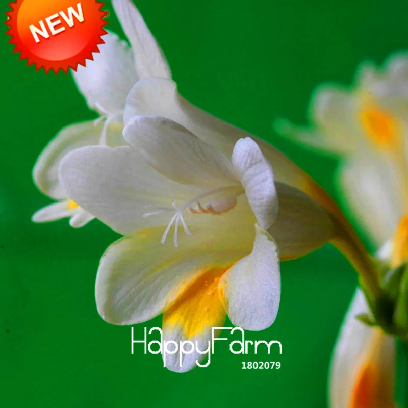 Бонсай Freesias великолепный сад красочные ароматные Цветочные растения Орхидея Флорес идеальные Цветочные Планты 100 Плант/упаковка