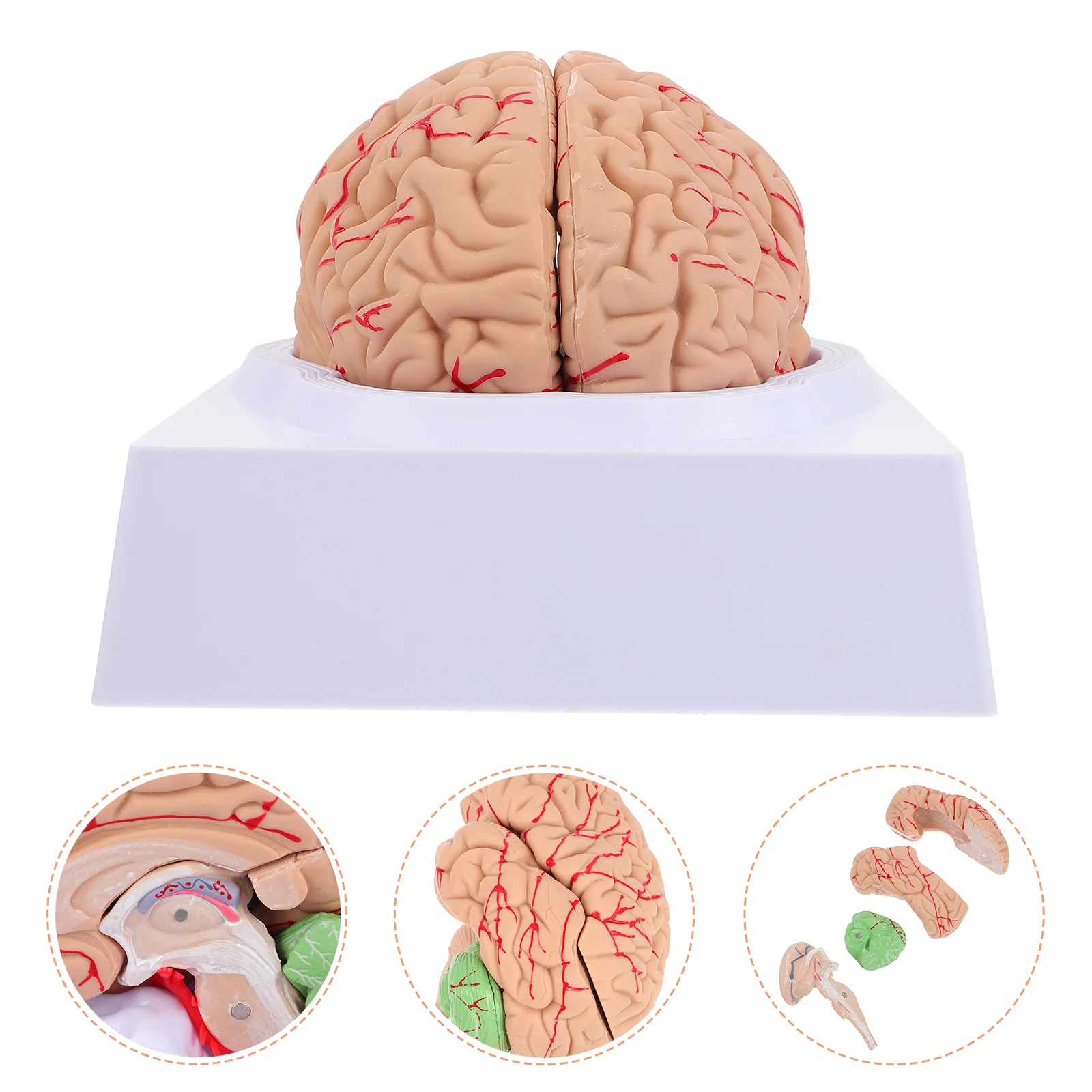 

1pc Human Fake Brain Model Brain Anatomical Model Experiment Brain Model
