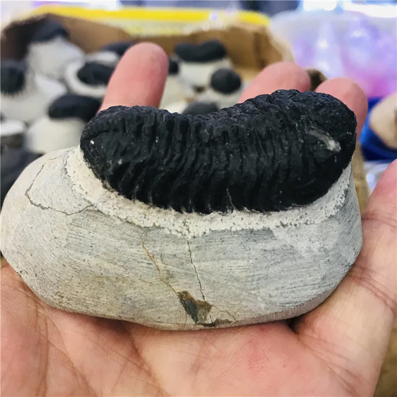 

Natural crystal fossil tetraphyllid fossil specimen collection